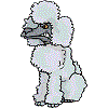 Poodle